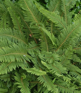 Polystichum setiferum